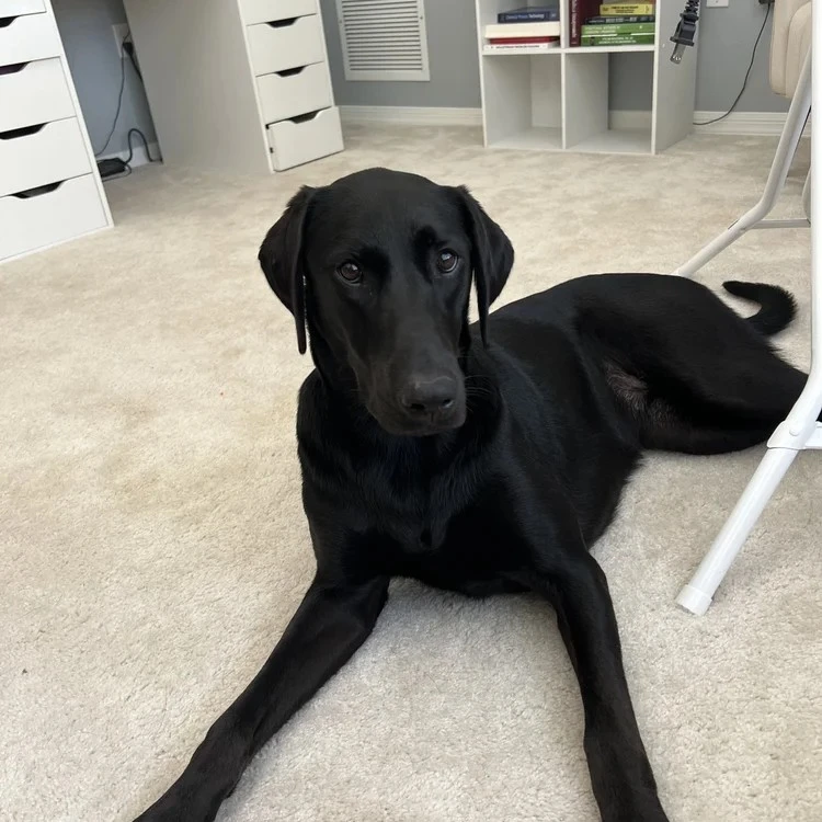 Faculty Member Lily