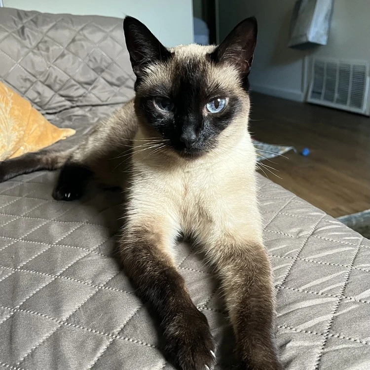 Faculty Member Miffy